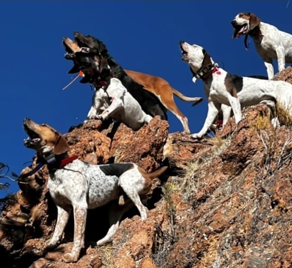 Hounds